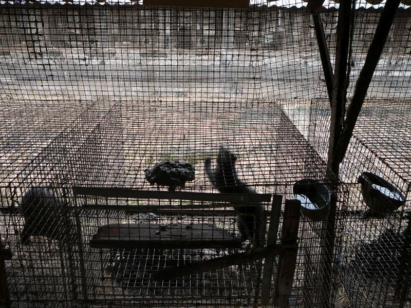 Судиславский зверосовхоз