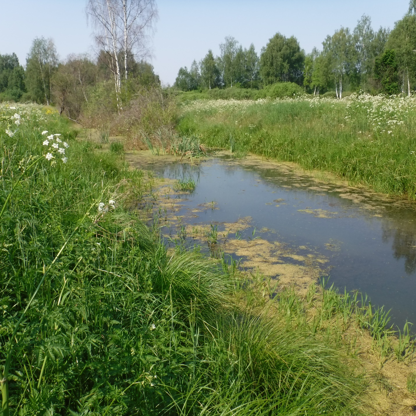 Река Якша при впадении в котловину Борисова озера