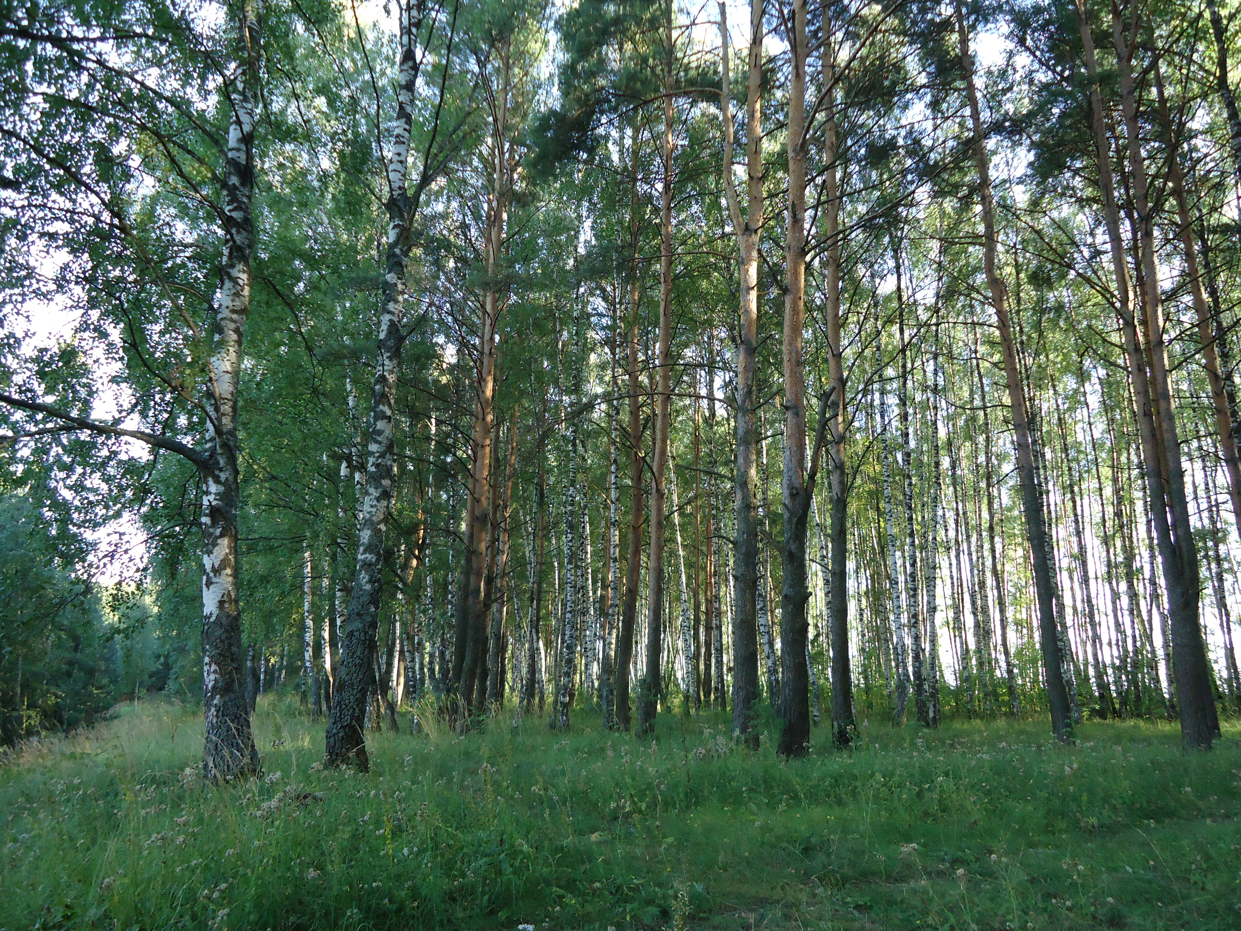  Дорога через д. Середняя