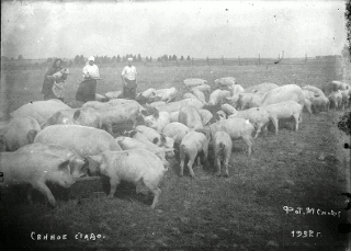 Smodor M.M. Pork herd