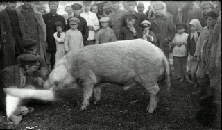 Smodor M.M. Pig