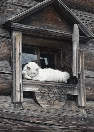  Домашние кошки в Ипатьевской слободе